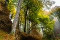 Autumn landscape in the forest of La Fageda de Grevolosa, La Garrotxa