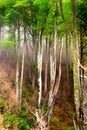 Autumn landscape in the forest of La Fageda de Grevolosa, La Garrotxa