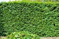 An Image of trimming a hedge, gardening Royalty Free Stock Photo