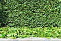 An Image of trimming a hedge, gardening Royalty Free Stock Photo