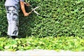 An Image of trimming a hedge, gardening Royalty Free Stock Photo