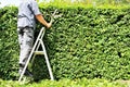 An Image of trimming a hedge, gardening Royalty Free Stock Photo