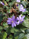 Trinity grass or Hepatica nobilis Royalty Free Stock Photo