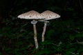 a group of three mushrooms standing on the ground in the forest Royalty Free Stock Photo