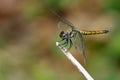 Image of trithemis aurora dragonflyfemale on nature background