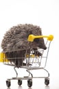 Image of trolley hedgehog white background