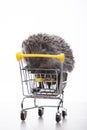 Image of trolley hedgehog white background