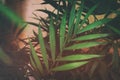 image of tropical leaves dark floral background Royalty Free Stock Photo