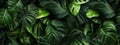 image of tropical leaves monstera pattern generative AI