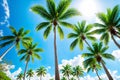 The palm trees are against the sky. Royalty Free Stock Photo