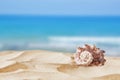 Image of tropical sandy beach and seashell Royalty Free Stock Photo