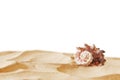 Image of tropical sandy beach and seashell Royalty Free Stock Photo