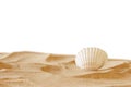 Image of tropical sandy beach and seashell Royalty Free Stock Photo