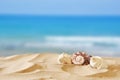 Image of tropical sandy beach and seashells Royalty Free Stock Photo