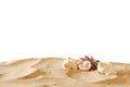 Image of tropical sandy beach and seashells Royalty Free Stock Photo