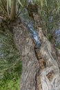Image of a trunk of a damaged and open tree giving the appearance of being two trees Royalty Free Stock Photo