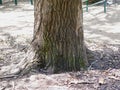 Trunk of an oak tree