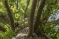 Image of a trunk of a tree with its branches and twigs and green leaves Royalty Free Stock Photo