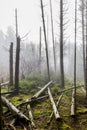Image of trunks of fallen trees after a big storm with haze in the forest