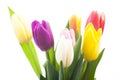 Image of tulip flower white background Royalty Free Stock Photo