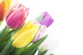 Image of tulip flower white background Royalty Free Stock Photo