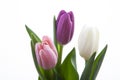 Image of tulip flower white background Royalty Free Stock Photo