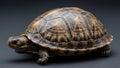 Image of a turtle featuring a finely patterned shell with shades of Royalty Free Stock Photo