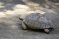 Image of a turtle on the ground. Geochelone sulcata