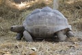 Image of a turtle on the ground. Wild Animals.