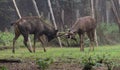 This is an image of two Asian sambar deers or elks battle in India