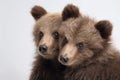 Image of two baby bears cubs cuddle together. Wildlife Animals. Illustration, Generative AI