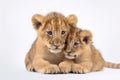 Image of two baby lions cubs cuddle together on white background. Wildlife Animals. Illustration, Generative AI