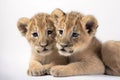 Image of two baby lions cubs cuddle together on white background. Wildlife Animals. Illustration, Generative AI
