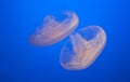 Image of two beautiful moon jelly fish