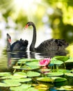 Image of two black swans in the park close-up Royalty Free Stock Photo