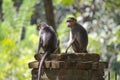 An image of Two Bonnet Macaque Monkeys. Royalty Free Stock Photo