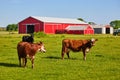 Two brown and white cows in pasture with black cow on peaceful farm with red barn Royalty Free Stock Photo