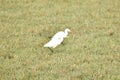 This is an image of two cattle egret bird .