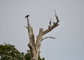 Crows in a dead tree Royalty Free Stock Photo