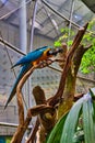 Two curious macaws inside rainforest biome dome standing on a tall perch