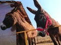 Donkeys at the countryside zoo