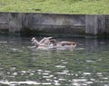 Egyptian geese in a lake Royalty Free Stock Photo