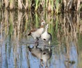 Egyptian geese and their reflections Royalty Free Stock Photo