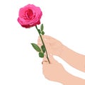 Image of two female hands holding a beautiful pink rose