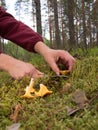 An image of two female hands holding a knife and cut mushroom Royalty Free Stock Photo