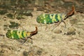 Image of two fulgorid bug or lanternfly Pyrops oculata Royalty Free Stock Photo