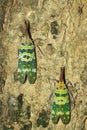 Image of two fulgorid bug or lanternfly Pyrops oculata on tree Royalty Free Stock Photo