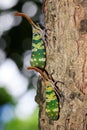 Image of two fulgorid bug or lanternfly Pyrops oculata on tree