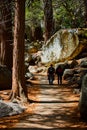 Two hikers walking down paved path through pine tree forest with giant mossy boulders Royalty Free Stock Photo