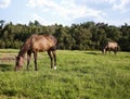 Image of two horses mare and foal playing in the meadow. Chestnut thoroughbred horses Royalty Free Stock Photo